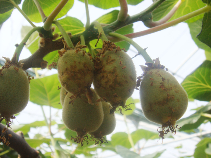 제시골드의 증상에 대하여...